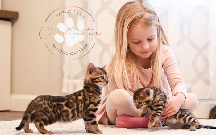 Bengal kitten for sale